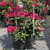 Rhododendron catawbiense Anah Kruschke 264192